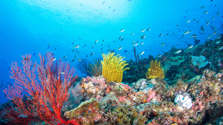 Okinawa: Ilhas da Fantasia
