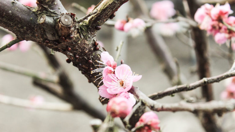 Ume – A Flor que Marca o Início da Primavera