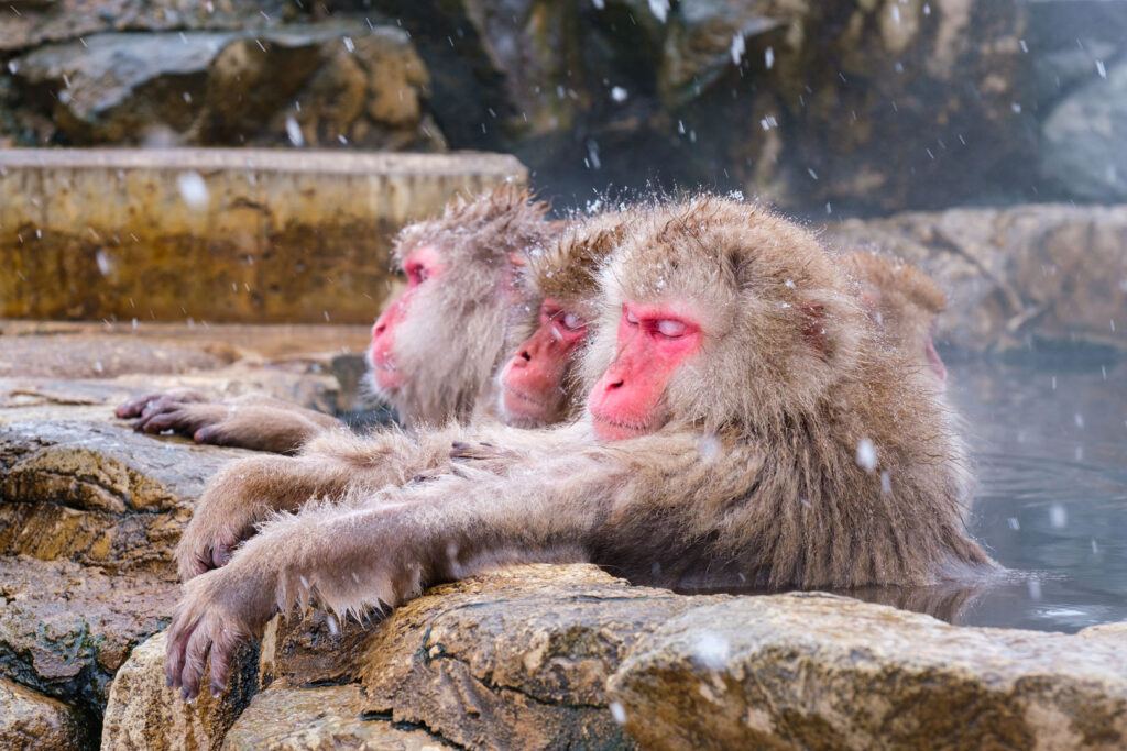 Macacos curtindo um banho termal no Jikokudani, em Nagano
